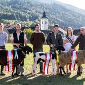 Siegertiere Bundeskilbernschau Öblarn in der Steiermark 2018 Braunes Bergschaf